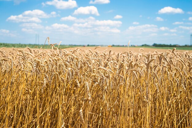 Wheat field ready for harvest