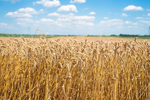 Поле пшеницы готово к сбору урожая