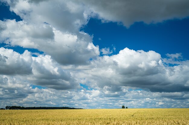 曇り空の下の田園地帯の麦畑