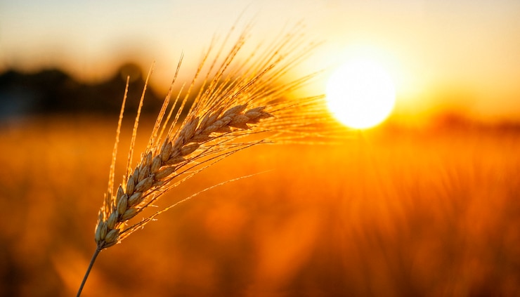 Free Photo wheat field in the sunset