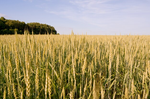 The wheat field