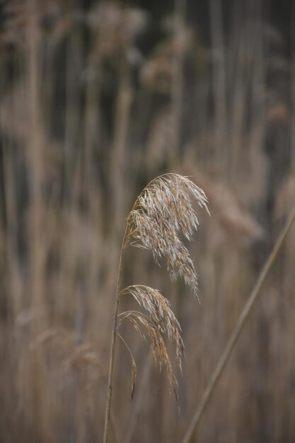 Wheat Grass Blowing in the Wind