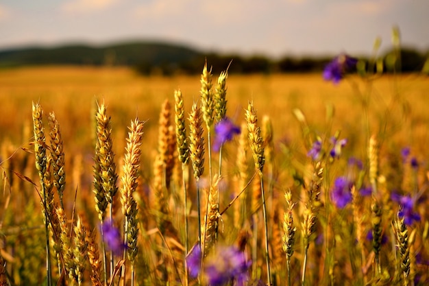 "Wheat growing in field"