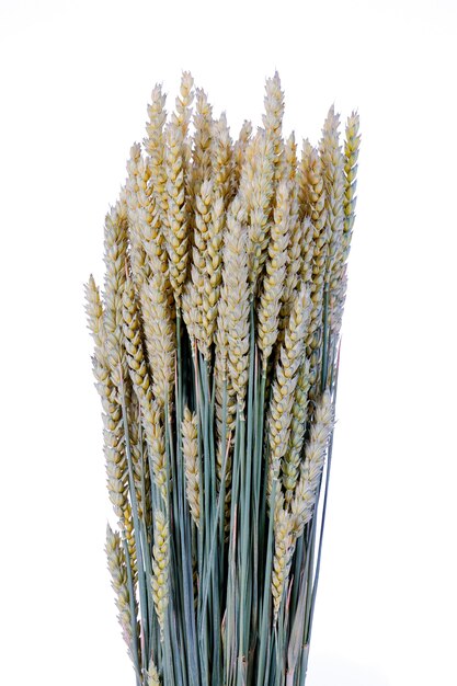 Пшеница, изолированные на белом пространстве