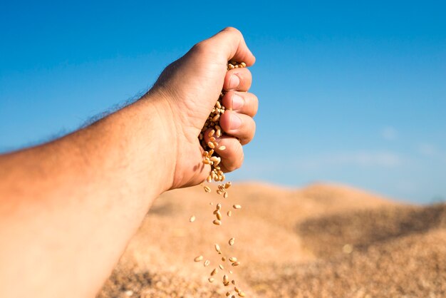 좋은 수확량과 성공적인 수확을 나타내는 밀 씨앗이 손에서 쏟아져 나온다.