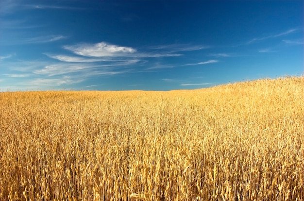 Wheat in summer