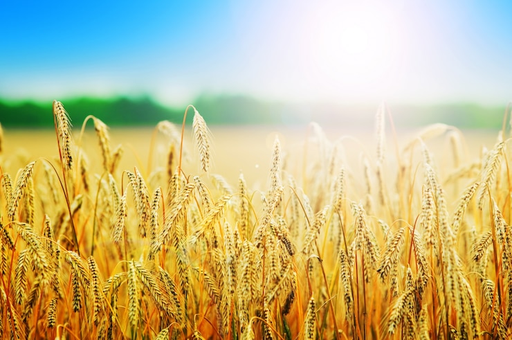 Free Photo wheats spikes