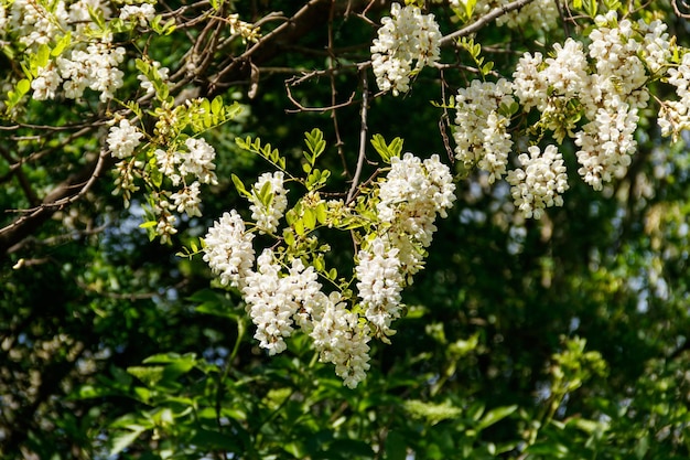 白いアカシアの花のクローズアップ（ニセアカシア）。アカシアの木が咲く