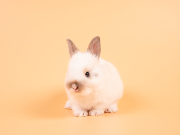 黄色の背景に白い愛らしい赤ちゃんウサギ かわいいうさぎの赤ちゃん プレミアム写真