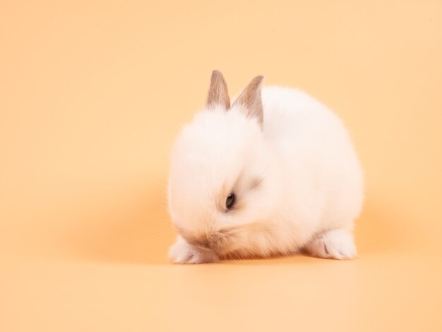 ピンクの背景に茶色のかわいい赤ちゃんウサギ かわいい赤ちゃんうさぎ プレミアム写真
