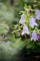 Бесплатное фото Бело-фиолетовый цветок в объективе с наклоном и сдвигом