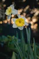 無料写真 チルトシフトレンズの白と黄色の花