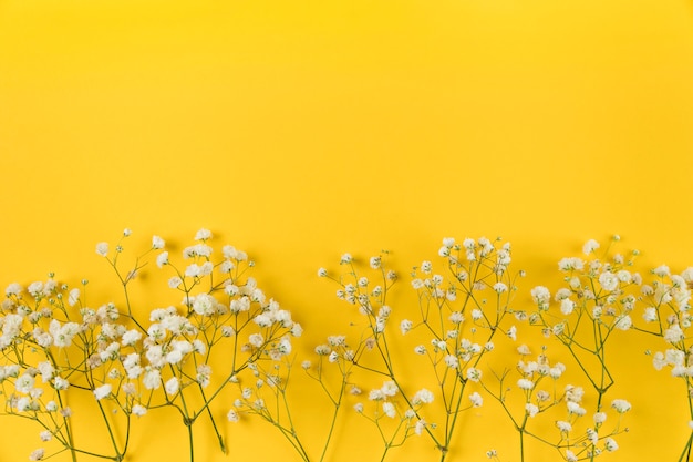 Free photo white baby breath's flower on yellow background