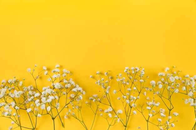 White baby breath's flower on yellow background