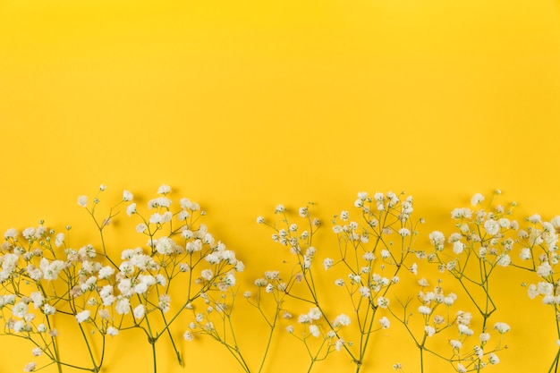 Цветок белого детского дыхания на желтом фоне
