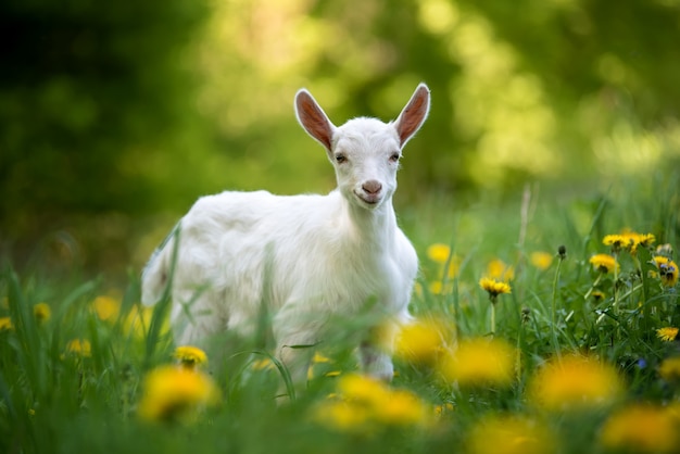Белый козленок стоит на зеленой траве с желтыми цветами