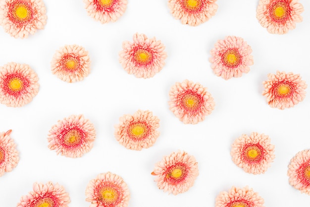 분홍색 거 베라 꽃으로 장식 된 흰색 배경