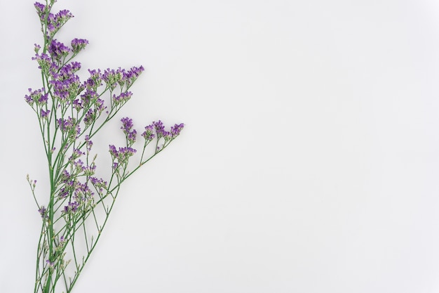 White background with plants