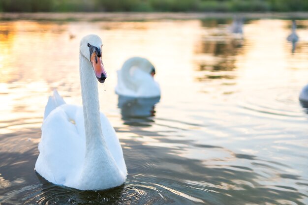 美しい白鳥は池で鳥 野生動物との美しい自然の色の背景 春 無料の写真