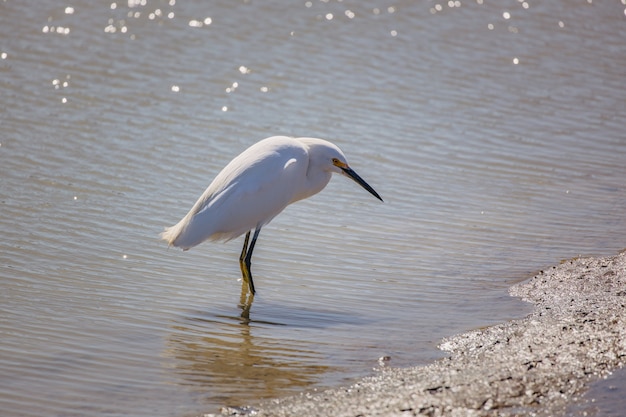 Free photo white bird on brown sand near body of water during daytime