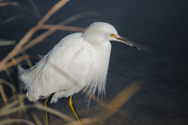 White bird on brown wooden stick