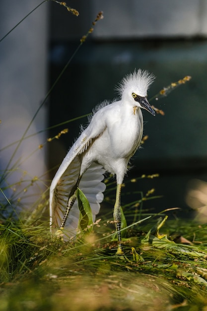 Free photo white bird on brown wooden stick