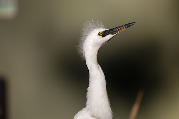 Free photo white bird in close up