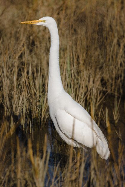 White bird flying over brown grass during daytime