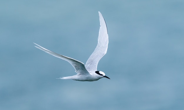White bird flying above the sea