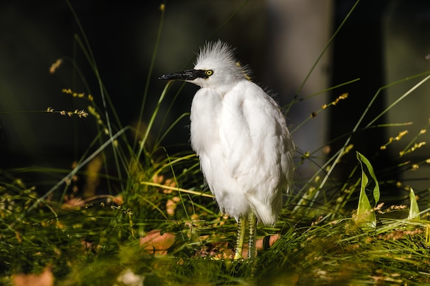 White bird on green grass during daytime