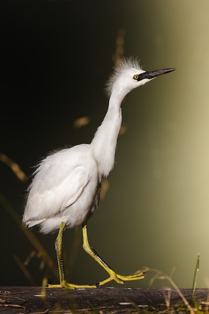 White bird on yellow metal stand