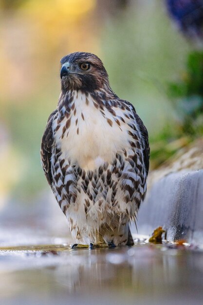 昼間の灰色のコンクリート表面上の白と黒の鳥