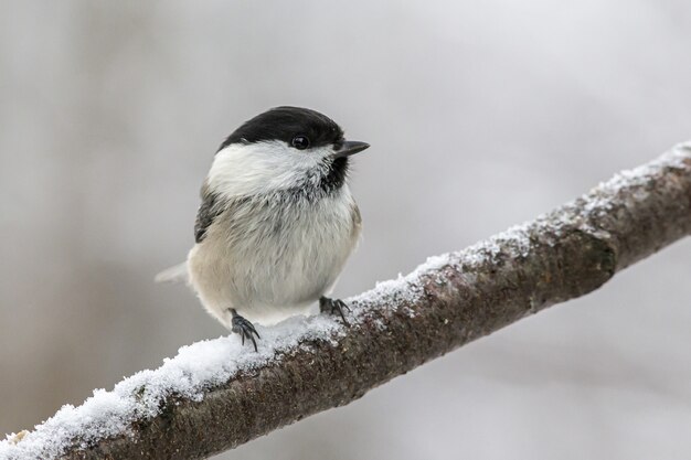 White And black bird perched on tree branch