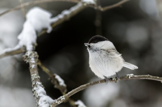 木の枝に白と黒の鳥