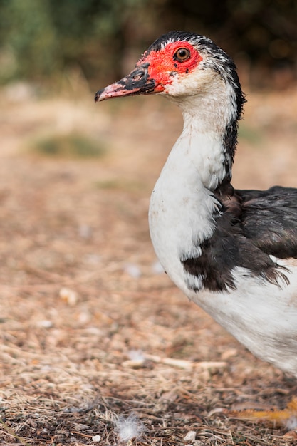 White and black duck in a backyard