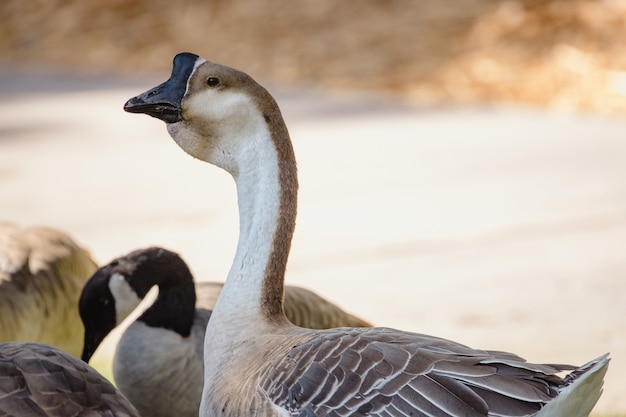 White and black duck on white sand during daytime