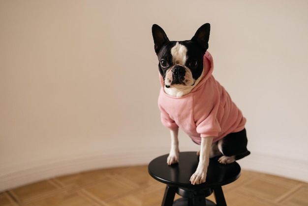 White and black french bulldog in pink hoodie looks at camera while sitting alone on chair Pets concept