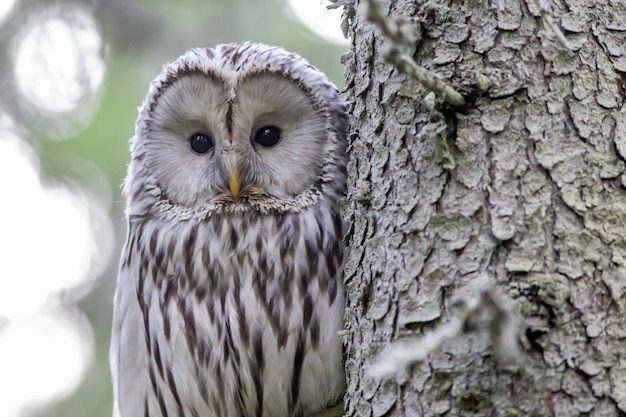 Foto gratuita gufo bianco e nero sull'albero che guarda l'obbiettivo