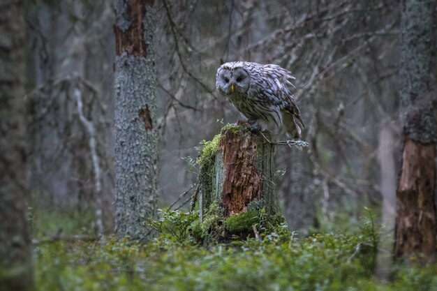 White and black owl on tree trunk