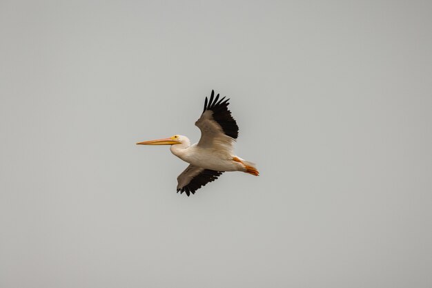 White and black pelican in the sky