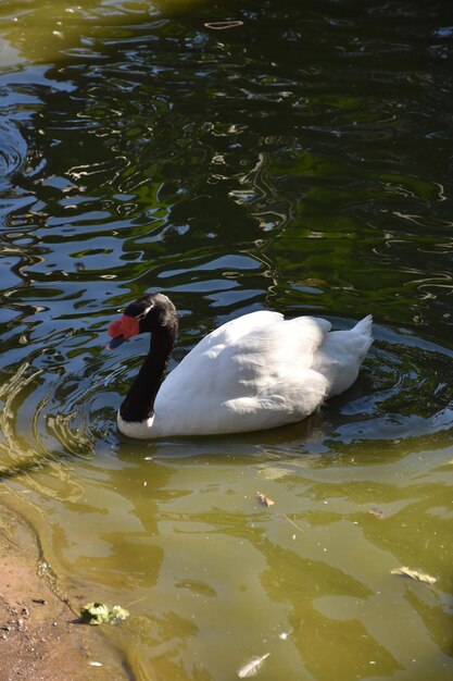 White and black swan swimming in a shallow pond.