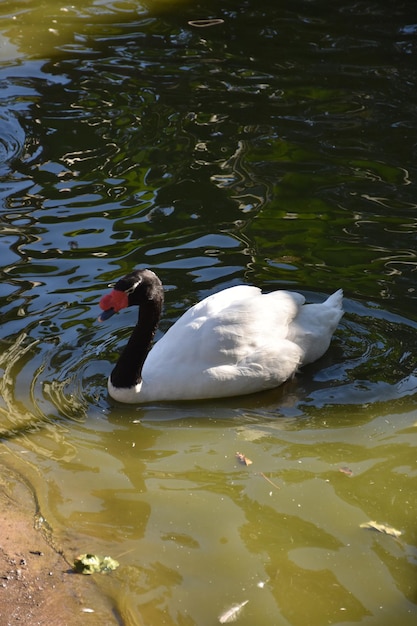 White and black swan swimming in a shallow pond.