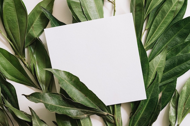 Белая пустая бумага поверх зеленых листьев веток
