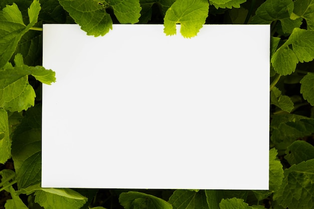 Белый чистый лист бумаги в окружении зеленых листьев