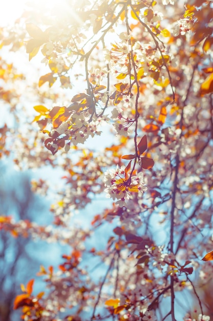 Free photo white blossom and leaves