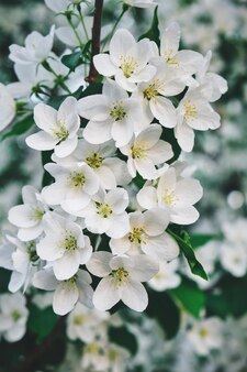 주위에 녹색 단풍과 개화 사과 나무의 흰색 꽃.