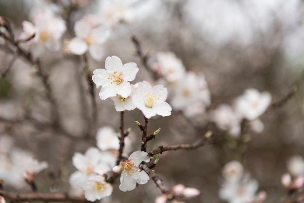 White blossoms with blurred background