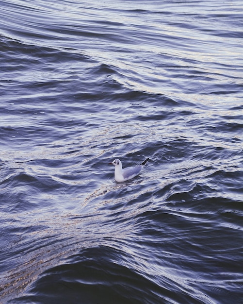 물결 모양의 어두운 푸른 바다에서 수영 화이트 블루 오리