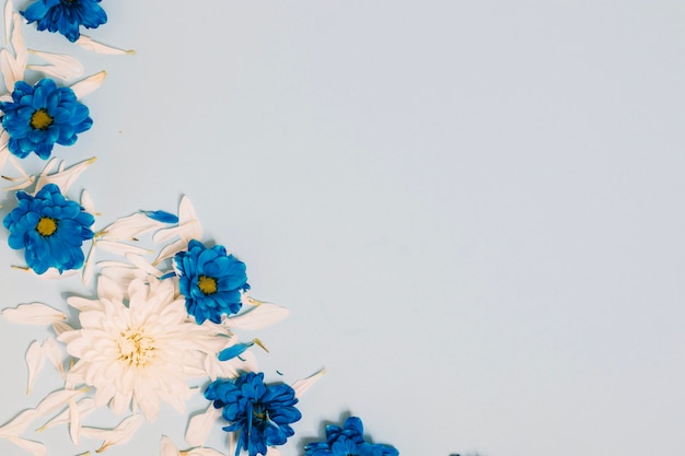 White and blue flowers