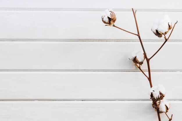 White botanical background